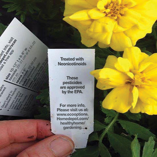 
At Home Depot and other large nurseries, plants’ pesticide labels are often hidden.
